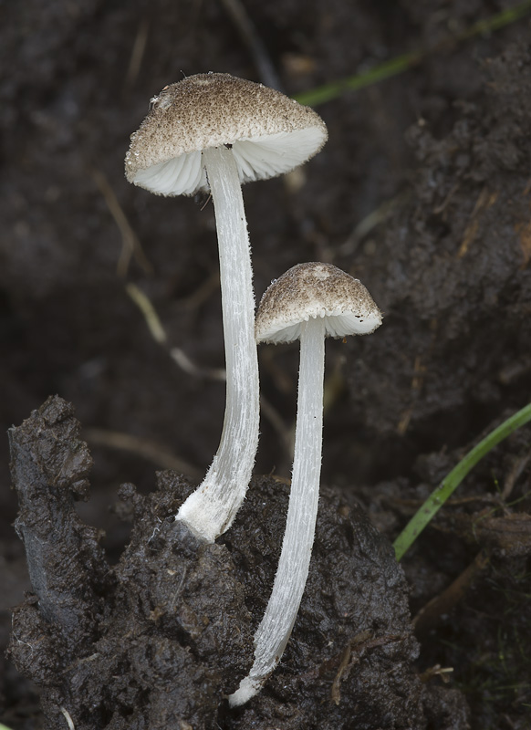 Pluteus exiguus